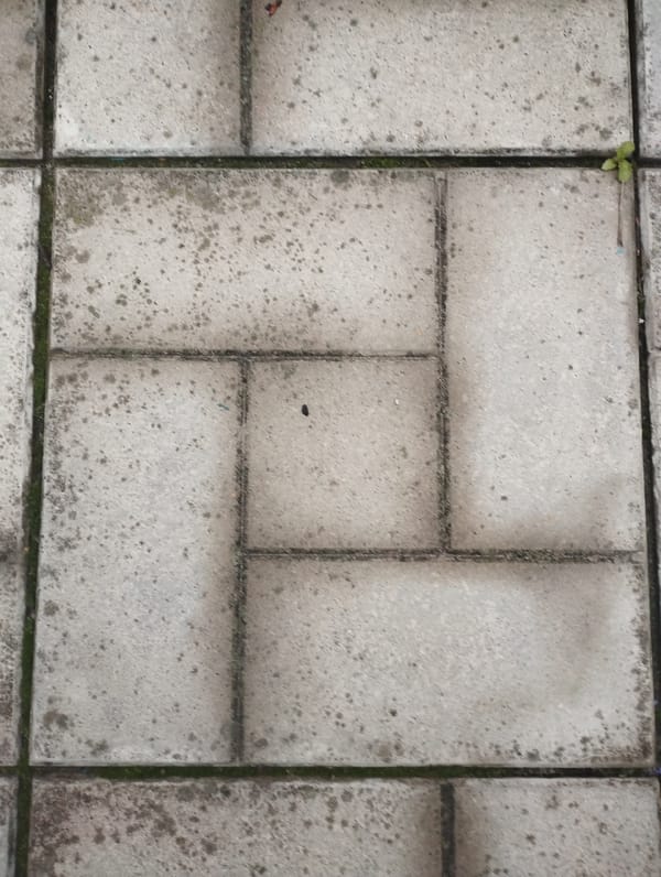 Rainy afternoon in a garden, with textures and details