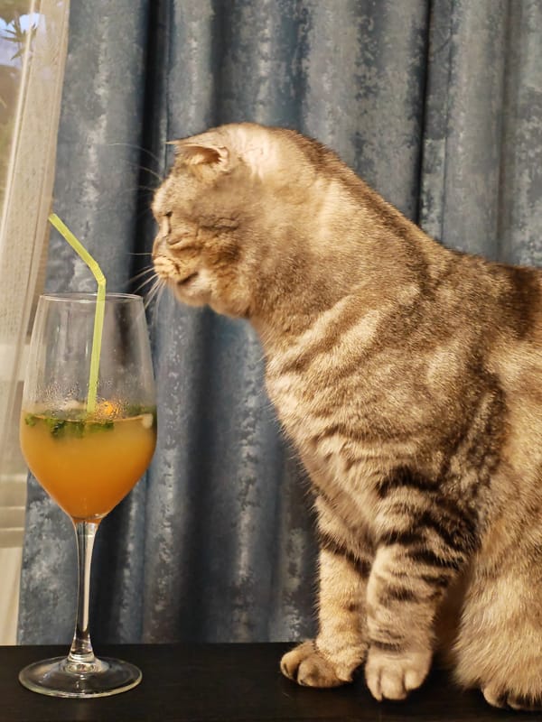 Scottish Fold cat fixated on a glass of orange juice