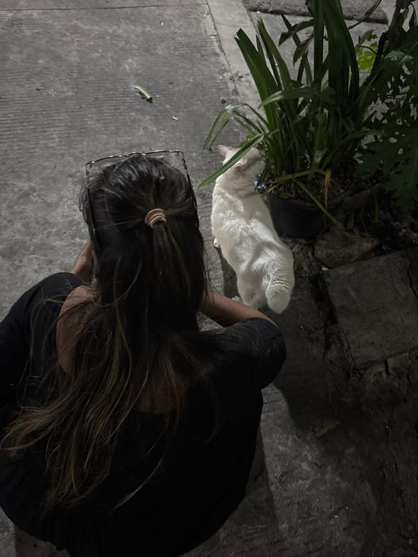 White cat observed roaming North Jakarta streets, documented by witnesses