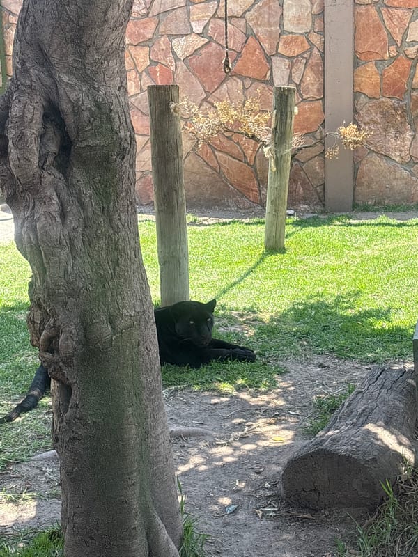 Big cat spotted in San Bernardino Tlaxcalancingo exhibit