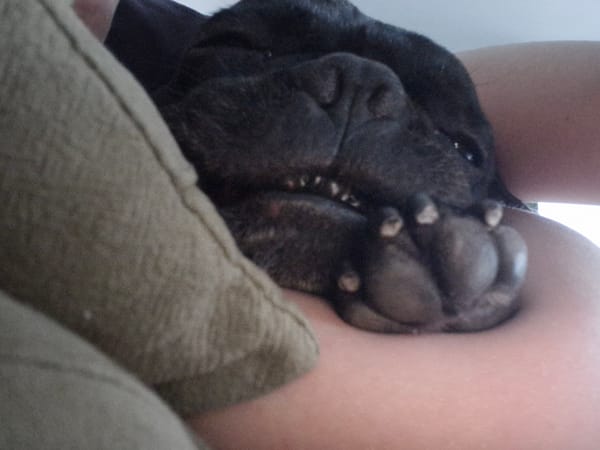 Black dog rests on person in Plovdiv