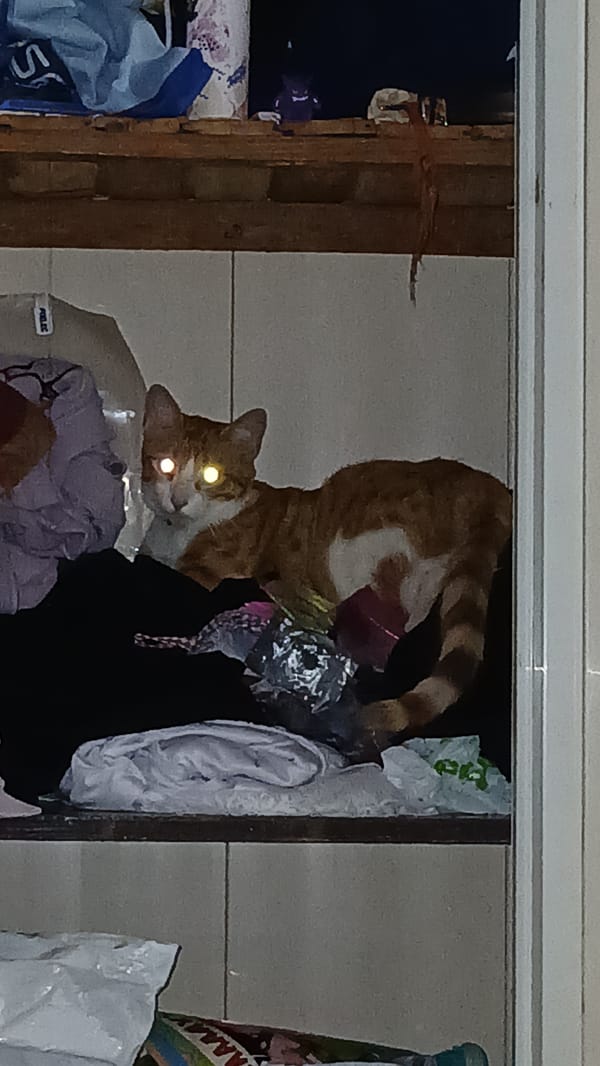 Cat found exploring closet contents in Venezuelan home