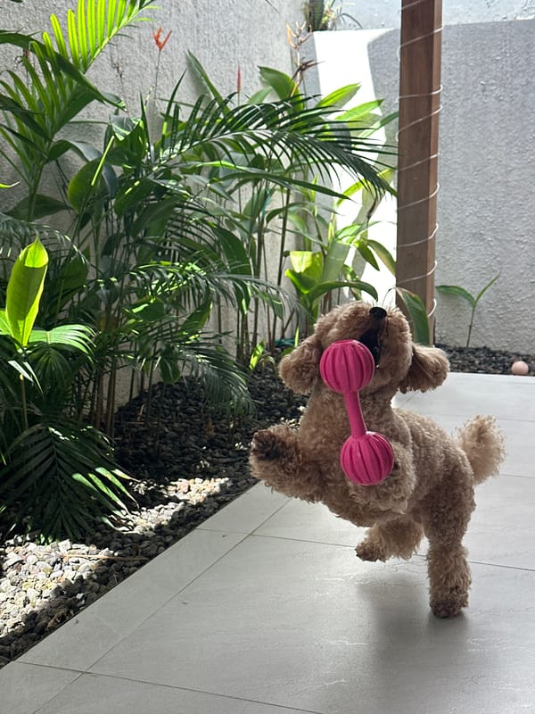 Poodle plays with pink toy on North Kuta patio