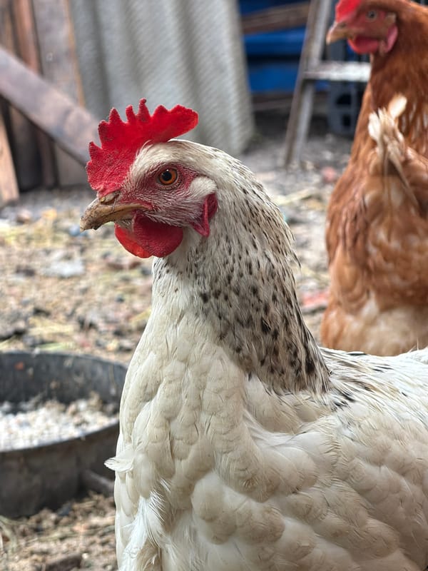 Chickens spotted in outdoor coop in Yuzhny, Russia