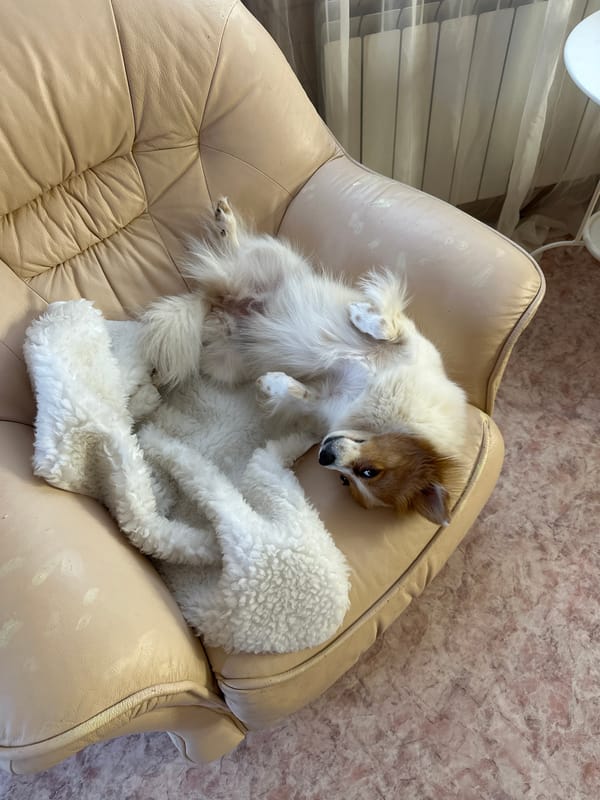 Quiet moments captured in Kazan: indoor pet, outdoor twilight