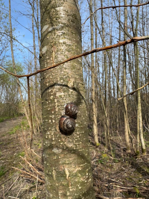 Spring nature walk documented in Kronstadt park