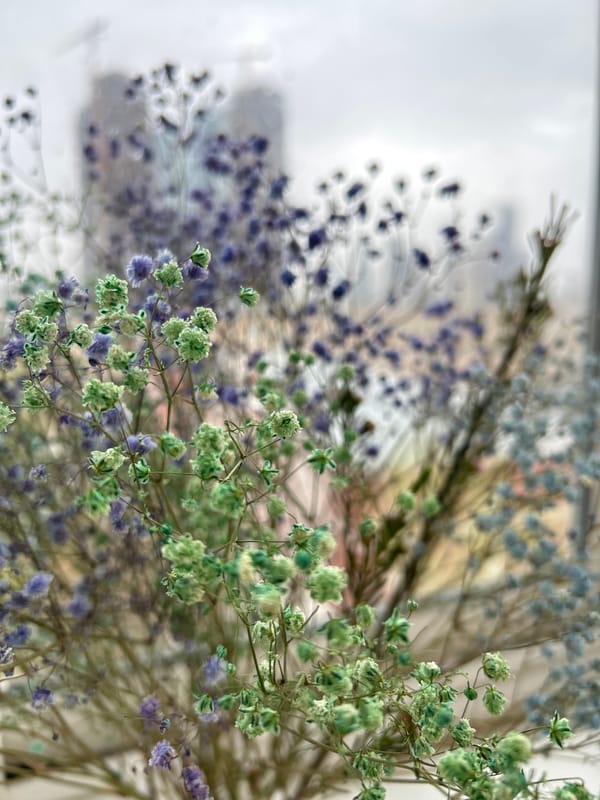 Dried baby's breath flowers photographed in Khimki, Russia