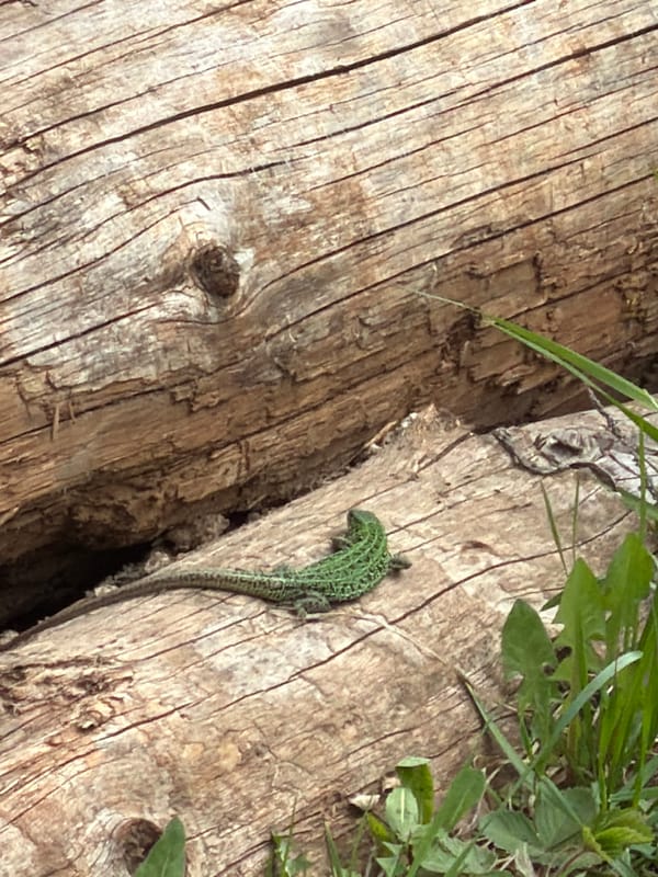 Green spotted lizard observed on tree bark in Russia