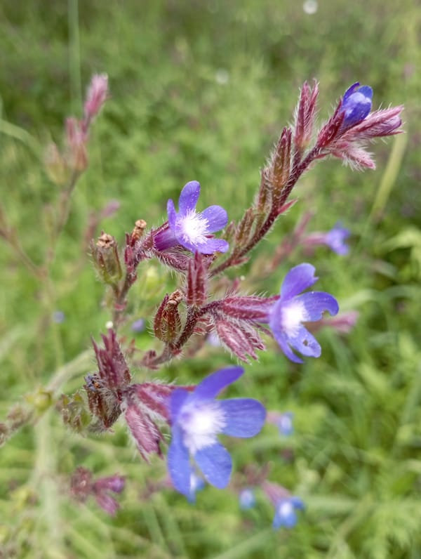 Wildflower Documentation Captured in Dalaman Turkey Spring Survey
