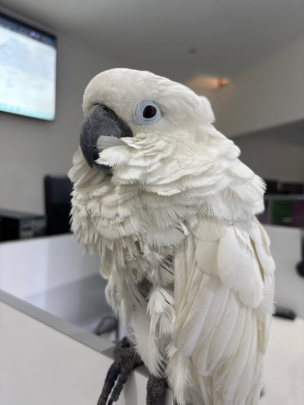 White cockatoo spotted in Tangier office, scooter street scenes