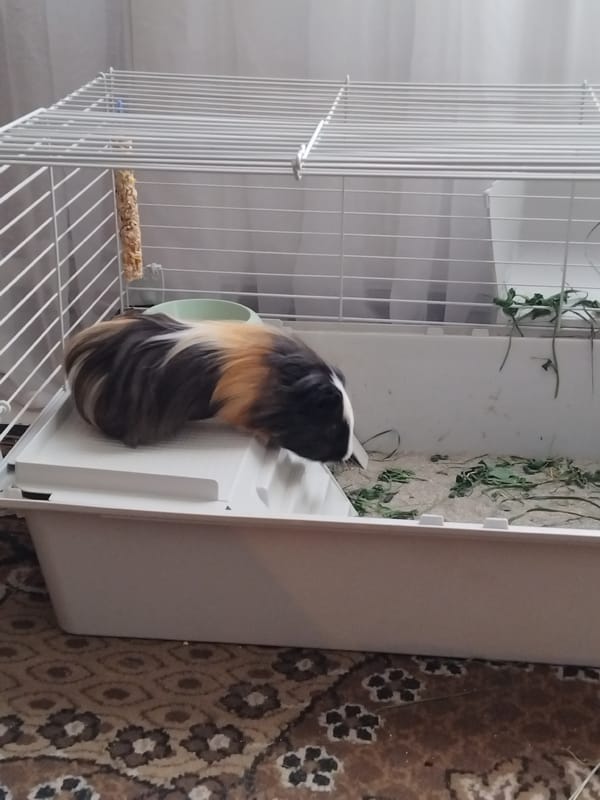 Hedgehogs and a guinea pig spotted around Liubotyn