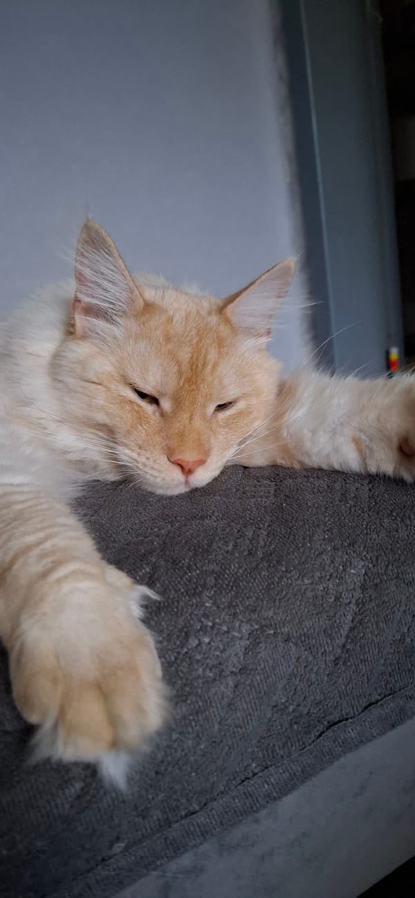 Cat naps and cloudy skies on a quiet afternoon