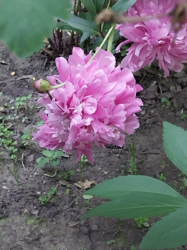 Early morning garden tour documented across Dnipro neighborhoods