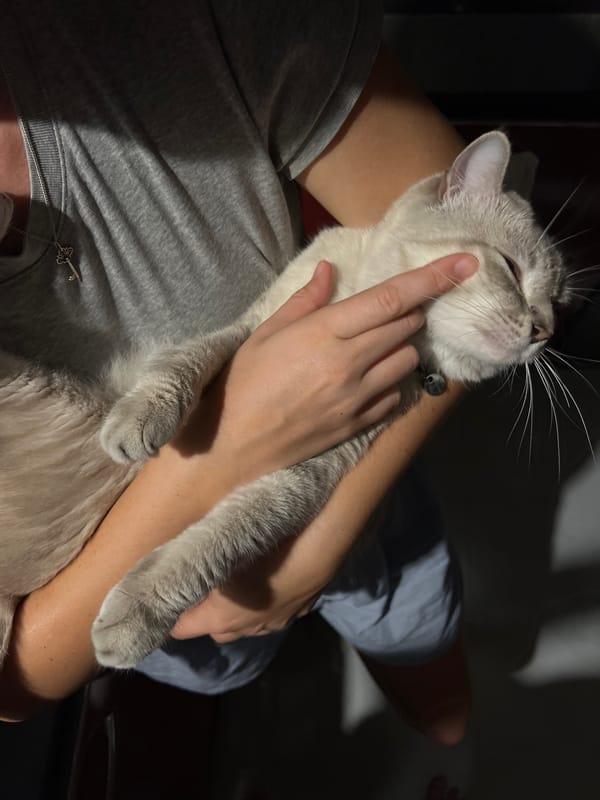 Beachside evening with cat encounters and ocean sunsets