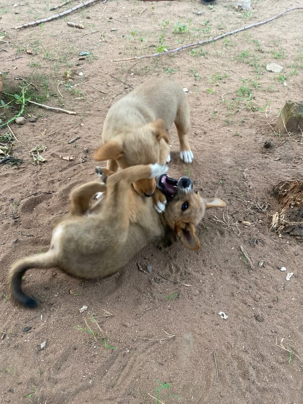 Puppies play with owner in Markurdi morning scene