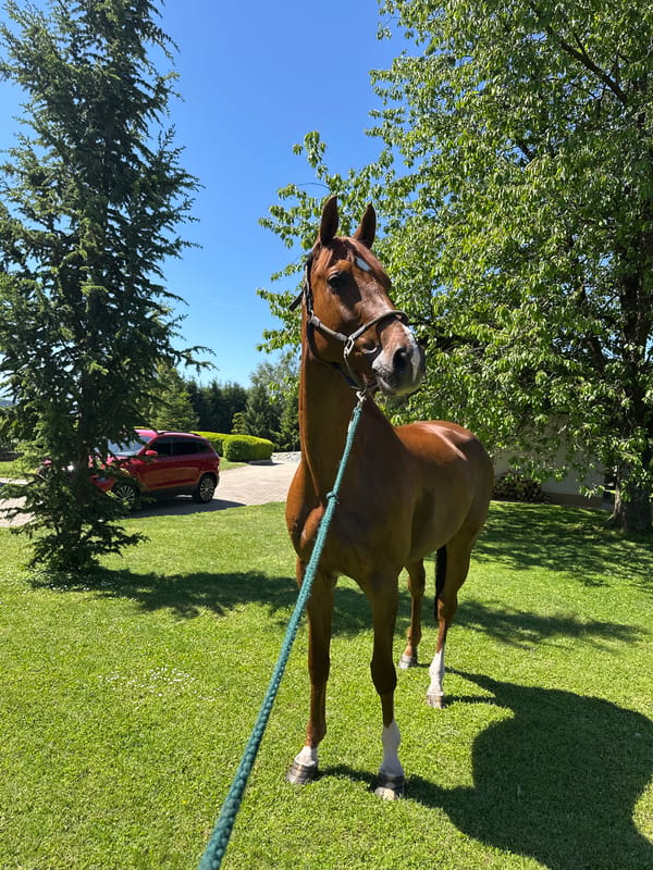 Chestnut horse spotted on lawn in Austrian town