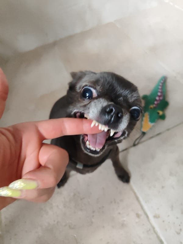 Playful small dog at home in Almaty, multiple close-up angles