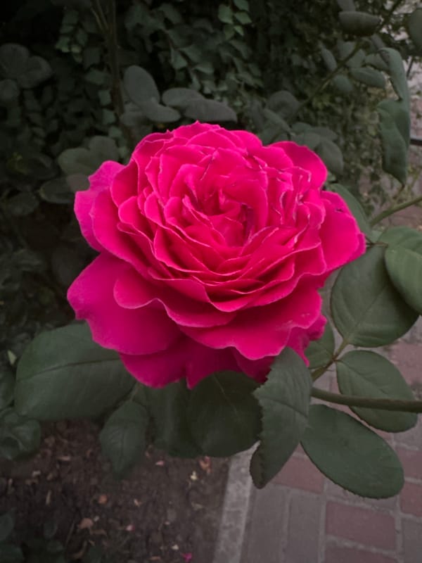 Roses in bloom, photographed up close in Kyiv