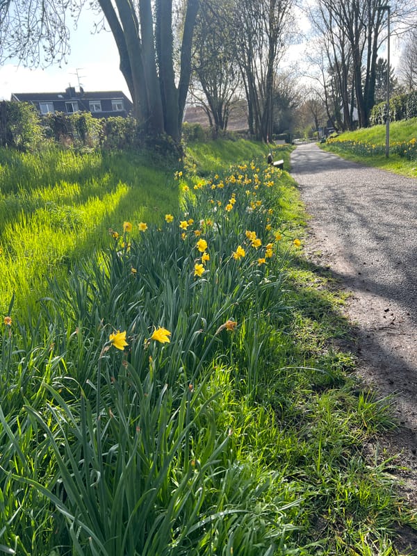 Spring blooms and leashed dog observed on Würselen pathway