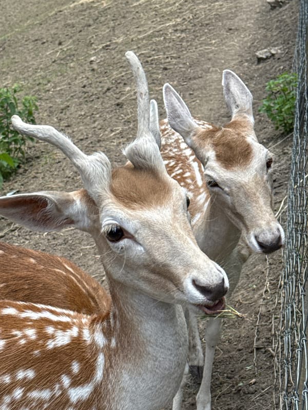 Fallow deer up close at an outdoor enclosure, plus a garden statue