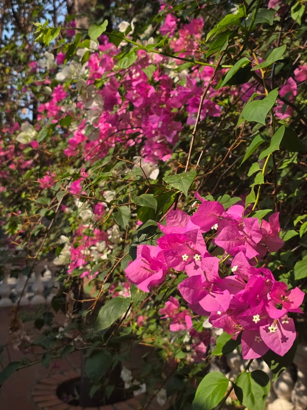 Flowering bougainvillea photographed in Mũi Né, Vietnam