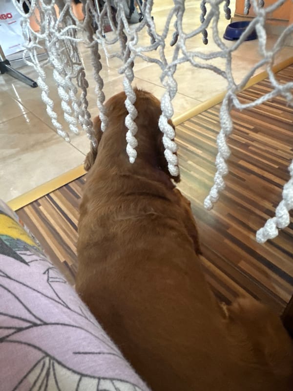 Golden cocker spaniel puppy documented by witnesses in Sofia
