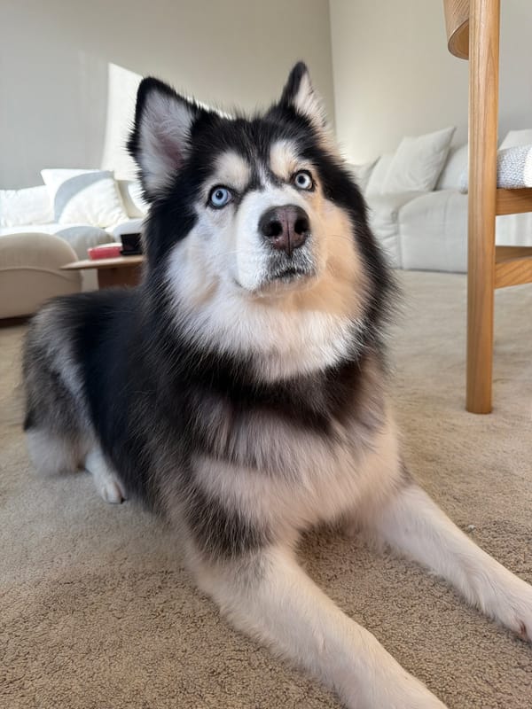 Siberian Husky chilling at home in Dubai