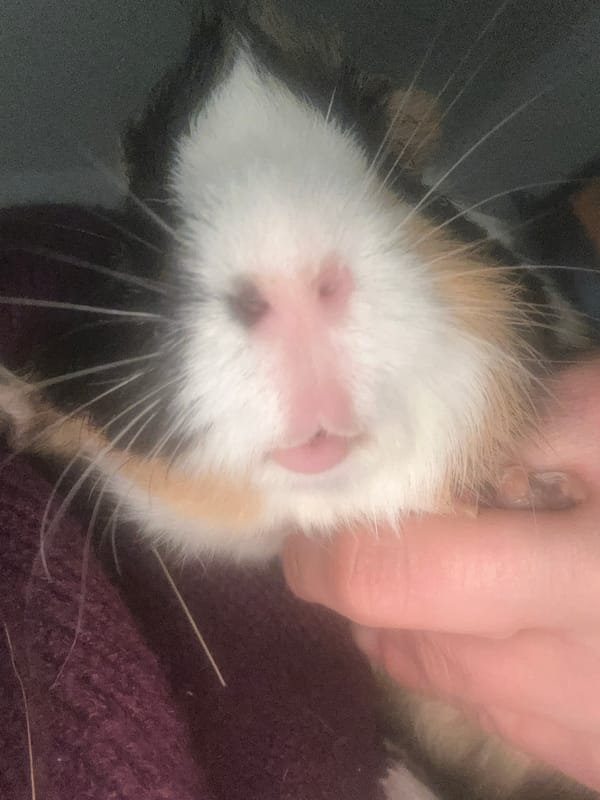 Pet moments captured: guinea pig held, brown dog rests