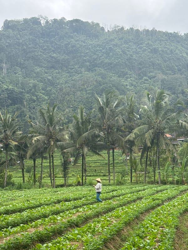 Lush farmland, coconut groves, and quiet rural life