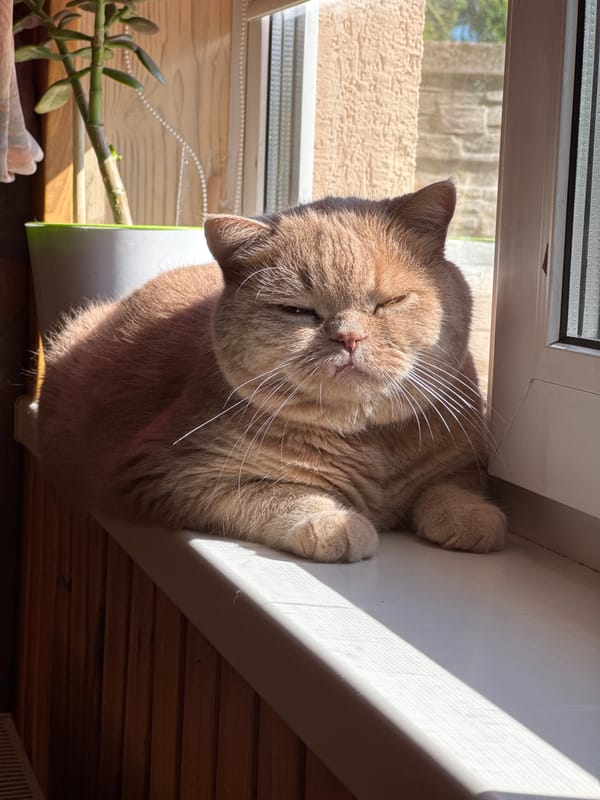 Cats observed lounging in sunlit home spaces during early morning