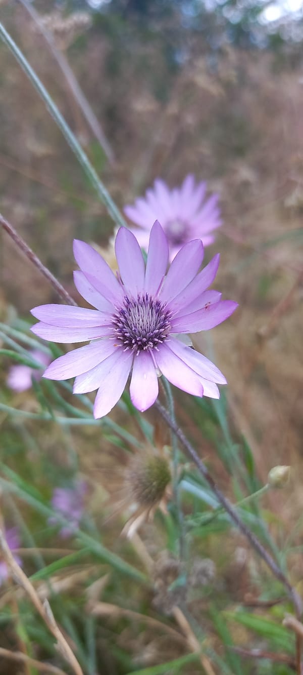 Purple wildflower in close-up, Kryvyi Rih