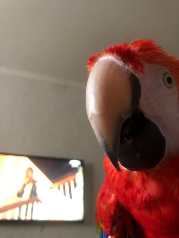Scarlet macaw perched on a leather sofa in Kazan