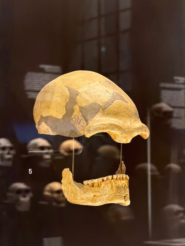 Visitor documents natural history museum exhibits in Milan
