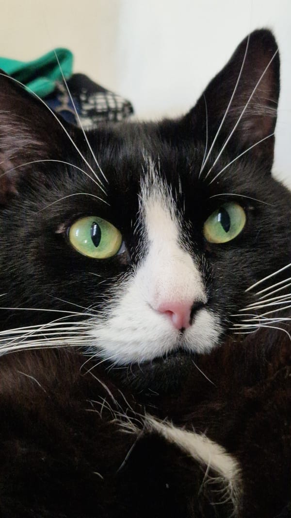 Close-up cat portrait session in Riga, green eyes everywhere