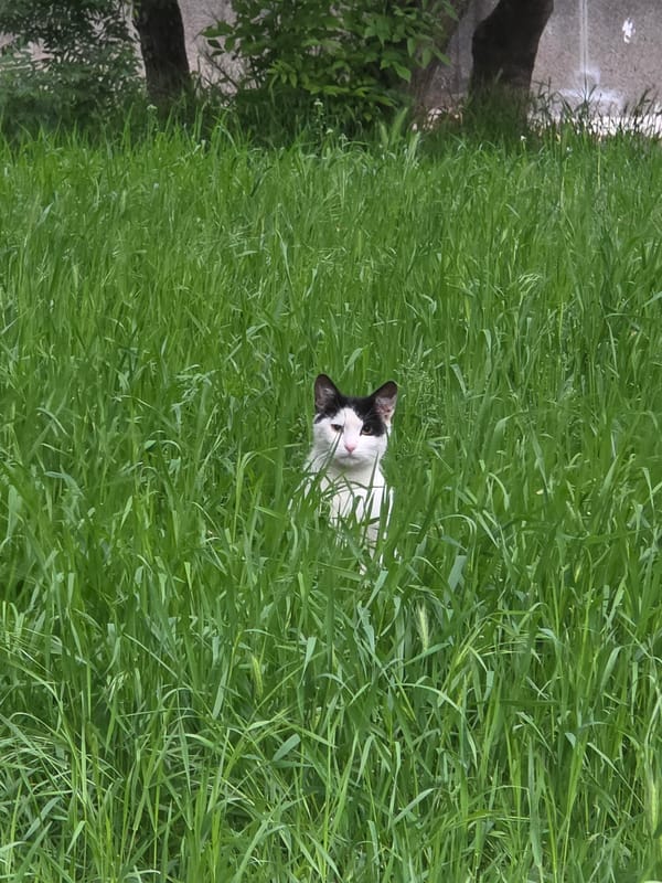Cat spotted in tall grass in Sofia, Bulgaria