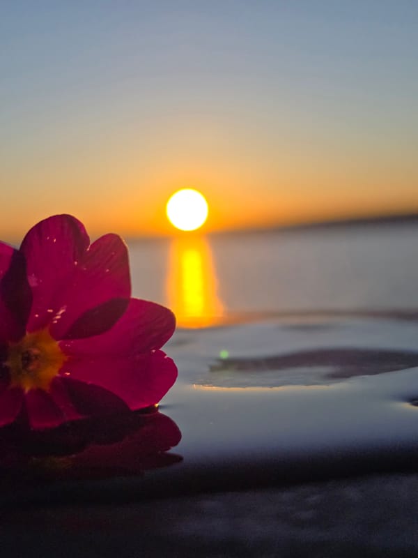 Sunset scenes captured in Chaikovsky, Russia including flowers and walkway