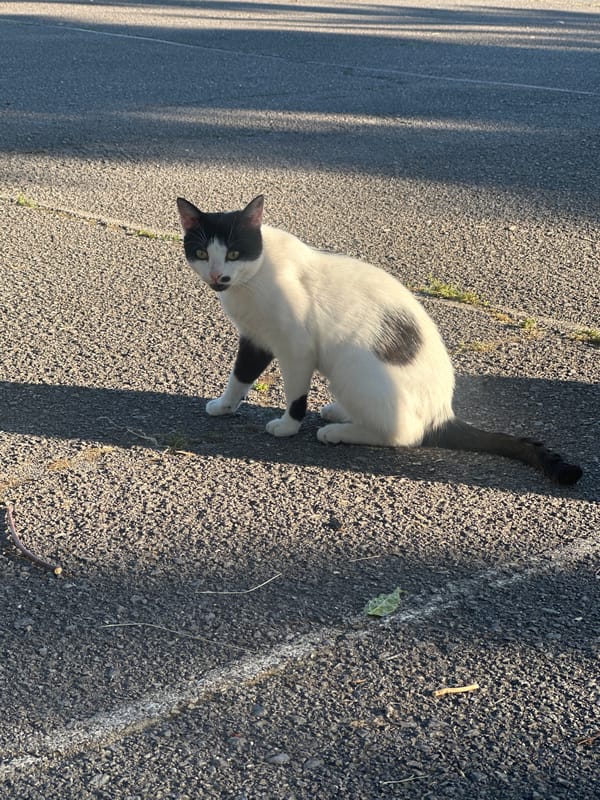 Cats and daily life in Sofia park