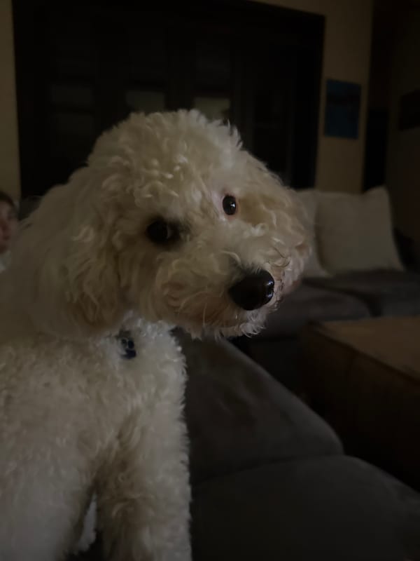 White poodle mix relaxing around the living room