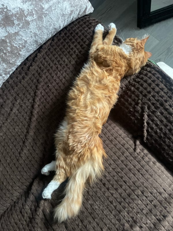Ginger cat lounging on a blanket in Minsk