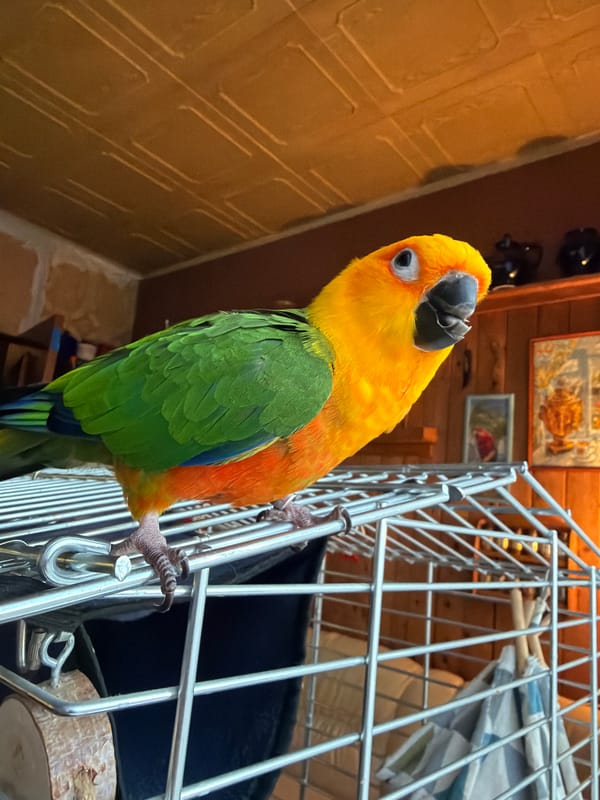 Person documents afternoon with Sun Conure parrot in Khimki