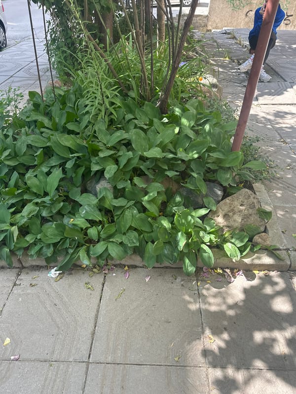 Morning urban greenery documented alongside Sofia sidewalk infrastructure