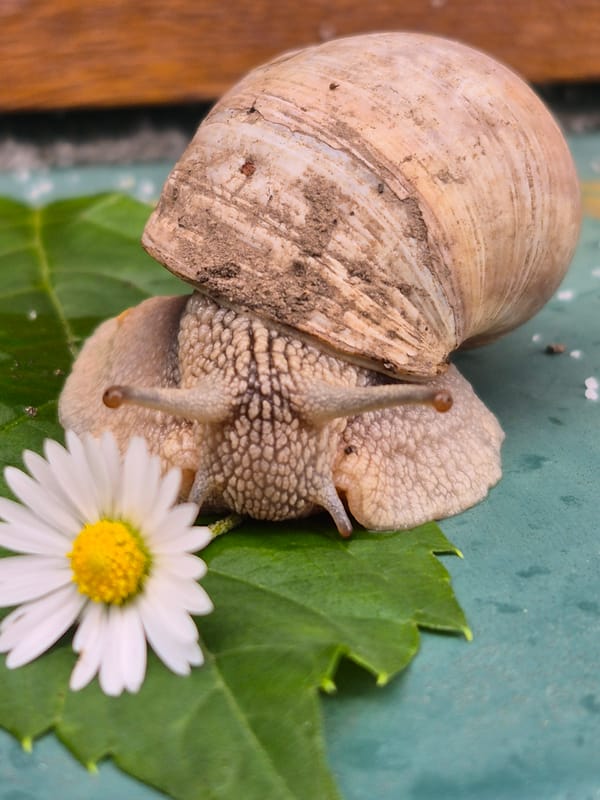 Close-up garden exploration: snails, wildflowers, and foliage