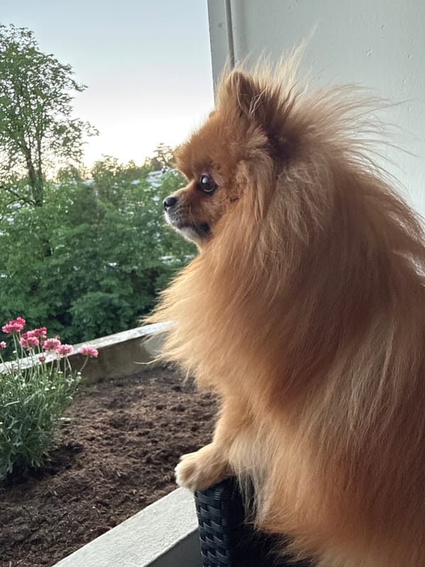 Windswept Pomeranian on an Oslo balcony chair