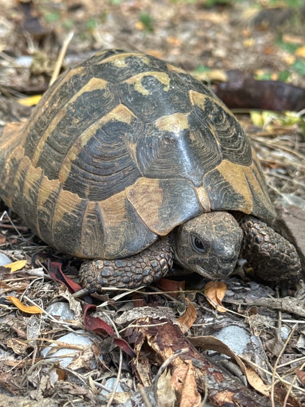 Sun, sea, and a tortoise: a Mediterranean summer day