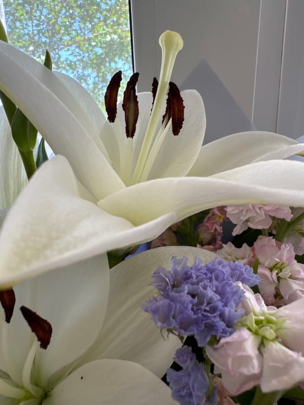 White lilies by a curtained window, close up