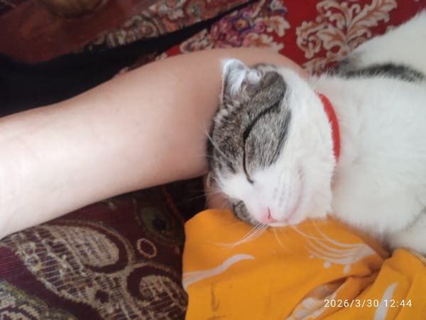 Cat sleeps peacefully in Uzbekistan home