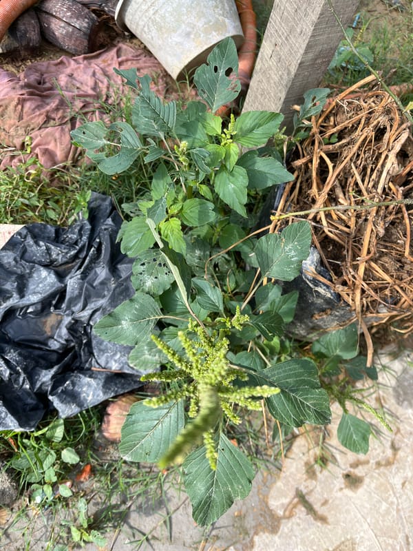 Rural household life in Benuaraja — kids, plants, and daily routines