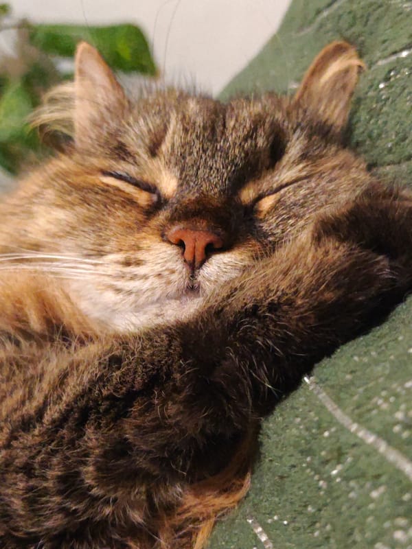 Two cats napping at home in Odesa on a summer afternoon