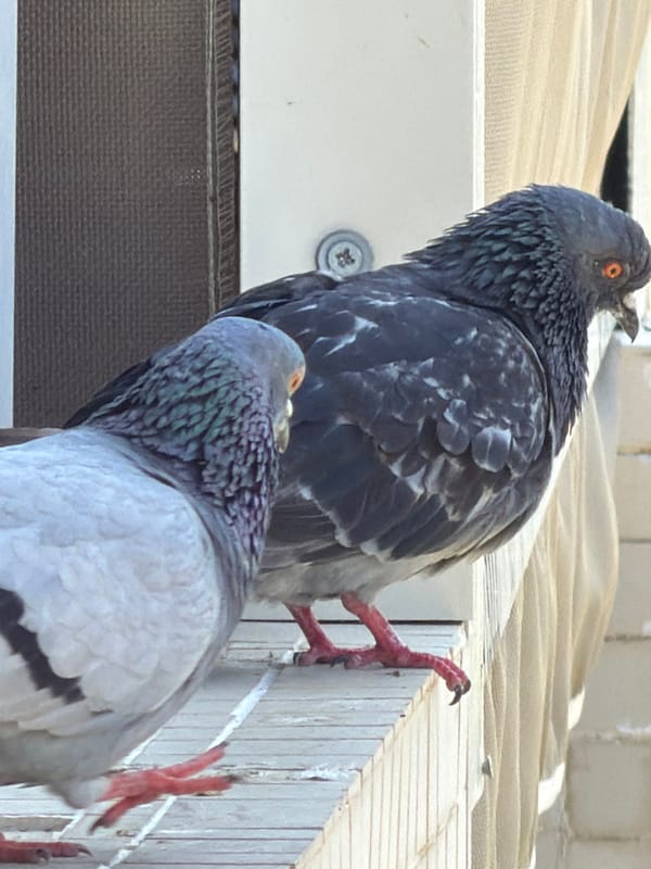 Morning foot traffic and pigeons along an Ashdod pathway