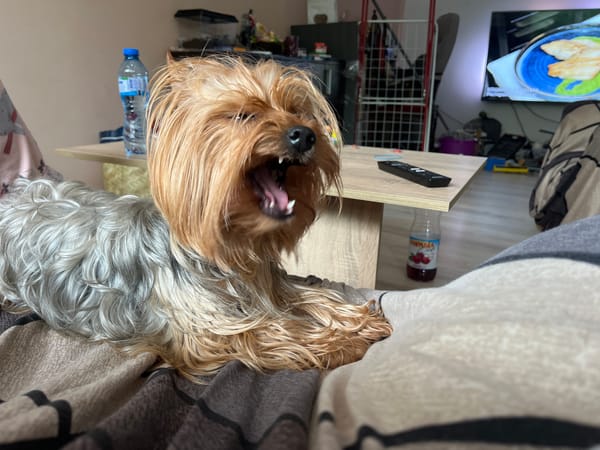 Yorkshire Terrier yawns on blanket in Bulgarian home